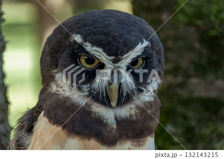 メガネを掛けているようなメガネフクロウ【フクロウ科】 メガネを掛けているようなメガネフクロウ【フクロウ科】 132143215