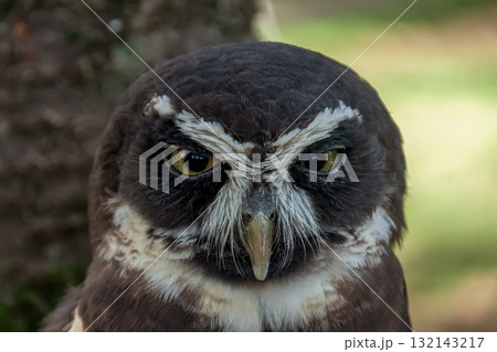 メガネを掛けているようなメガネフクロウ【フクロウ科】 メガネを掛けているようなメガネフクロウ【フクロウ科】 132143217