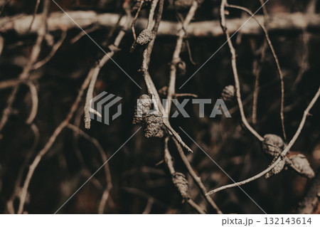 Close-up of pine cones on branches with a blurred background in sepia tones. This image captures the beauty of nature with a focus on the intricate details of pine cones and branches. 132143614