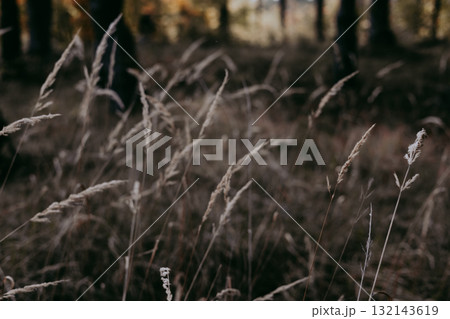 Close-up of tall grass in a forest with a blurred background. Focus on the textures and details of the grass. Dark key moody nature in windy day Close-up of tall grass in a forest with a blurred background. Focus on the textures and details of the grass. Dark key moody nature in windy day 132143619