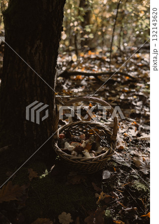 Basket of freshly foraged mushrooms rests near a tree in the forest. A woven basket filled with wild mushrooms sits on the forest floor Basket of freshly foraged mushrooms rests near a tree in the forest. A woven basket filled with wild mushrooms sits on the forest floor 132143620