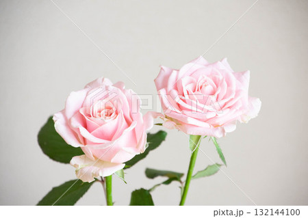 スイートアバランチェ 132144100