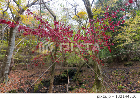 長者原の森林の紅葉(大分県九重町長者原) 長者原の森林の紅葉(大分県九重町長者原) 132144310