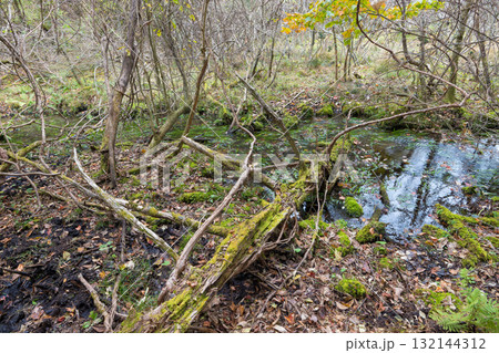 長者原の森林の紅葉(大分県九重町長者原) 長者原の森林の紅葉(大分県九重町長者原) 132144312