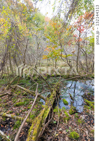 長者原の森林の紅葉（大分県九重町長者原） 132144313