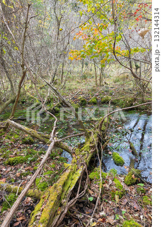 長者原の森林の紅葉（大分県九重町長者原） 132144314