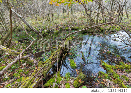 長者原の森林の紅葉（大分県九重町長者原） 132144315