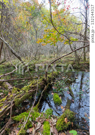 長者原の森林の紅葉（大分県九重町長者原） 132144317