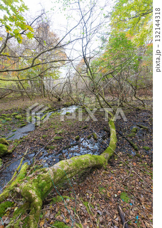 長者原の森林の紅葉（大分県九重町長者原） 132144318