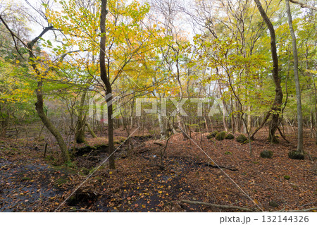 長者原の森林の紅葉（大分県九重町長者原） 132144326