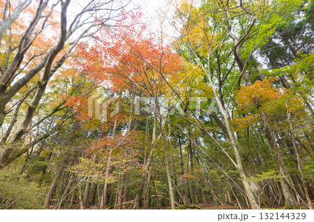 長者原の森林の紅葉(大分県九重町長者原) 長者原の森林の紅葉(大分県九重町長者原) 132144329