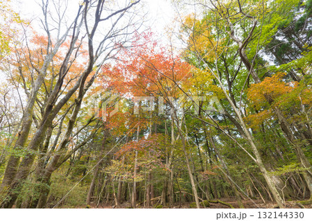 長者原の森林の紅葉（大分県九重町長者原） 132144330