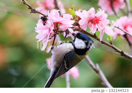 胸のネクタイが可愛らしい身近な野鳥 シジュウカラ 胸のネクタイが可愛らしい身近な野鳥 シジュウカラ 132144523