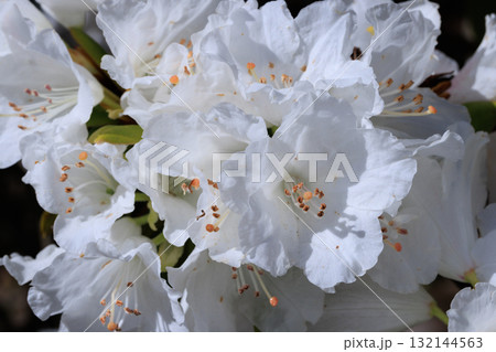大輪の花を咲かせることで世界中で人気の花シャクナゲ 大輪の花を咲かせることで世界中で人気の花シャクナゲ 132144563
