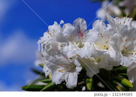大輪の花を咲かせることで世界中で人気の花シャクナゲ 大輪の花を咲かせることで世界中で人気の花シャクナゲ 132144565
