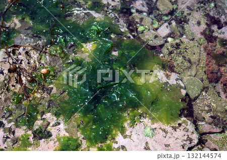 アナアオサ　海藻 132144574