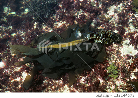 ワカメ　海藻　食材 132144575