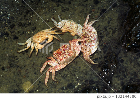 カニの脱皮殻　カクベンケイガニ　並んだ脱皮殻 132144580