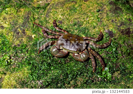 イソガニ　海辺の生物 132144583