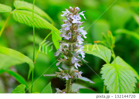 春に内陸の丘陵地や乾いた明るい林内で白や薄紫の小花を重ねて咲かせるジュウニヒトエ 132144720