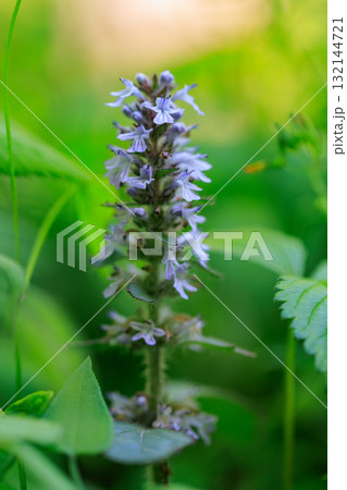 春に内陸の丘陵地や乾いた明るい林内で白や薄紫の小花を重ねて咲かせるジュウニヒトエ 132144721