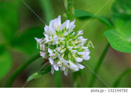 幸運をもたらすという四つ葉のクローバー シロツメクサ 幸運をもたらすという四つ葉のクローバー シロツメクサ 132144792