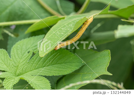 草の葉を食べるオオウンモンクチバ幼虫 132144849