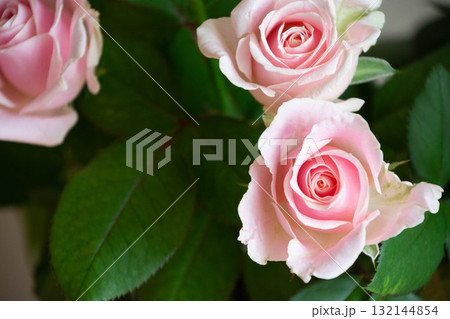 スイートアバランチェ スイートアバランチェ 132144854