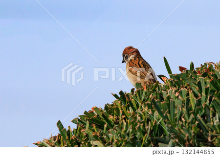 天敵から身を守るために人間の近くで生活する野鳥のスズメ 天敵から身を守るために人間の近くで生活する野鳥のスズメ 132144855