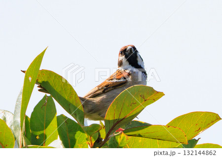 天敵から身を守るために人間の近くで生活する野鳥のスズメ 132144862