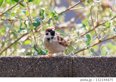 天敵から身を守るために人間の近くで生活する野鳥のスズメ 132144875