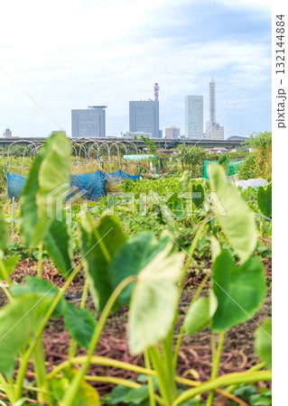 「埼玉県」里芋畑とさいたま新都心の風景　見沼田んぼ 132144884