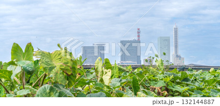 「埼玉県」里芋畑とさいたま新都心の風景　見沼田んぼ 132144887