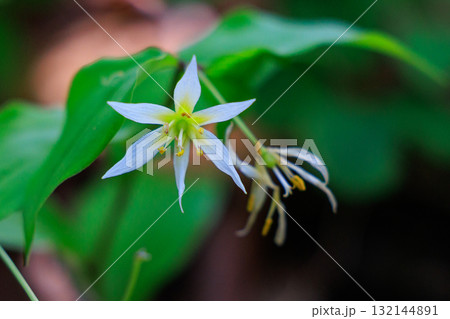 平地から山地の落葉広葉樹林の木陰で小さく可憐な白い花を咲かせるチゴユリ 132144891
