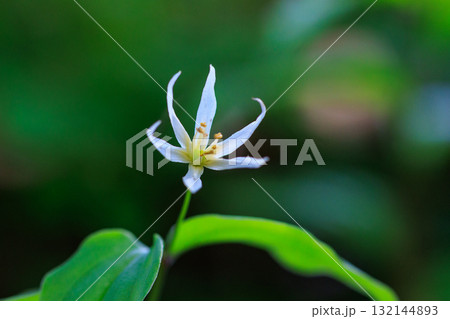 平地から山地の落葉広葉樹林の木陰で小さく可憐な白い花を咲かせるチゴユリ 平地から山地の落葉広葉樹林の木陰で小さく可憐な白い花を咲かせるチゴユリ 132144893