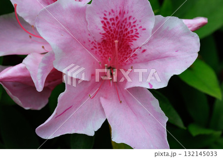 日本人に最も親しまれている植物の一つツツジ 132145033