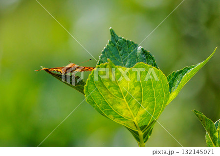 毒蝶のカバマダラに擬態する蝶 ツマグロヒョウモン 毒蝶のカバマダラに擬態する蝶 ツマグロヒョウモン 132145071