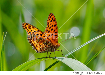 毒蝶のカバマダラに擬態する蝶　ツマグロヒョウモン 132145077