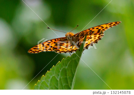 毒蝶のカバマダラに擬態する蝶 ツマグロヒョウモン 毒蝶のカバマダラに擬態する蝶 ツマグロヒョウモン 132145078