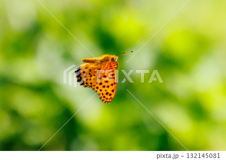 毒蝶のカバマダラに擬態する蝶　ツマグロヒョウモン 132145081