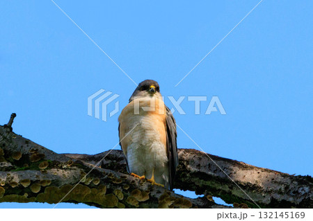 近年は都会にも進出する鷹狩りにも使われた小型の猛禽類　ツミ 132145169