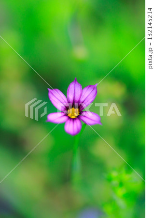芝生や草原に白や赤紫の可憐な花を咲かせるニワゼキショウ 芝生や草原に白や赤紫の可憐な花を咲かせるニワゼキショウ 132145214