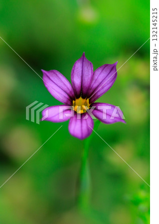 芝生や草原に白や赤紫の可憐な花を咲かせるニワゼキショウ 芝生や草原に白や赤紫の可憐な花を咲かせるニワゼキショウ 132145215