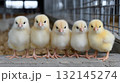 adorable chicks perched on a wooden railing in a farm setting 132145274