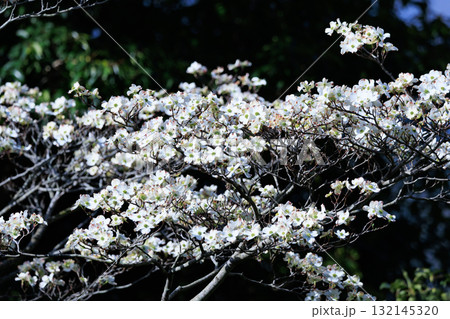 アメリカ原産でサクラの返礼品として日本に送られた日米親善の花木　ハナミズキ 132145320