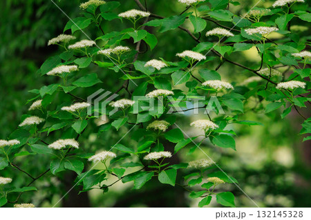 アメリカ原産でサクラの返礼品として日本に送られた日米親善の花木　ハナミズキ 132145328