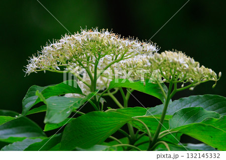 アメリカ原産でサクラの返礼品として日本に送られた日米親善の花木　ハナミズキ 132145332