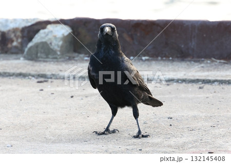 港で立ち止まりカメラを見つめるカラスの全身 132145408