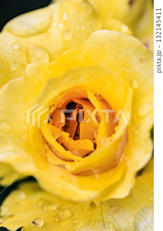 観賞用植物の代表格で多種多様な品種を誇るバラ 132145411