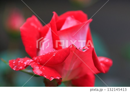 観賞用植物の代表格で多種多様な品種を誇るバラ 132145413